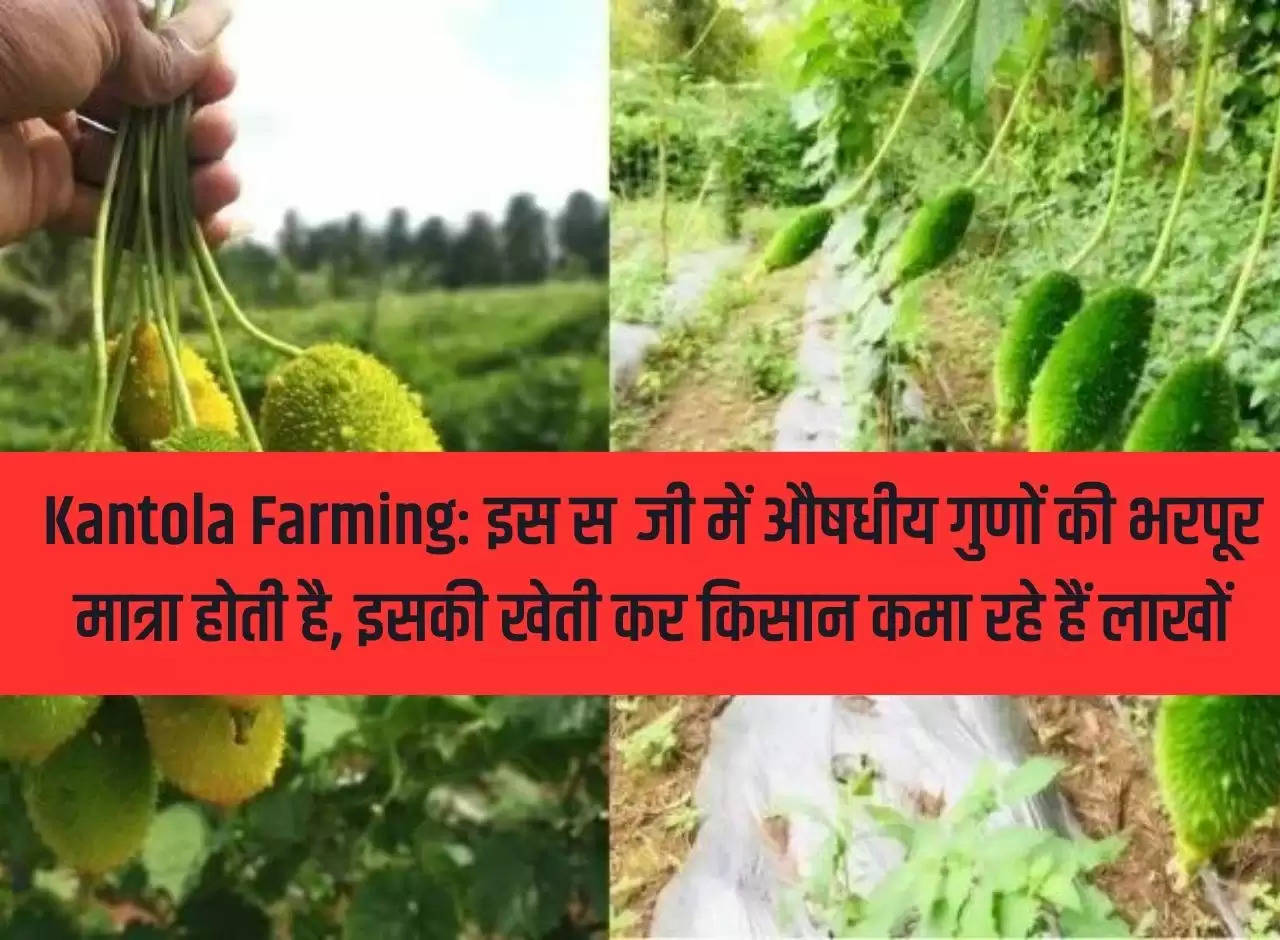 Kantola Farming: This vegetable has abundant medicinal properties, farmers are earning lakhs by cultivating it.