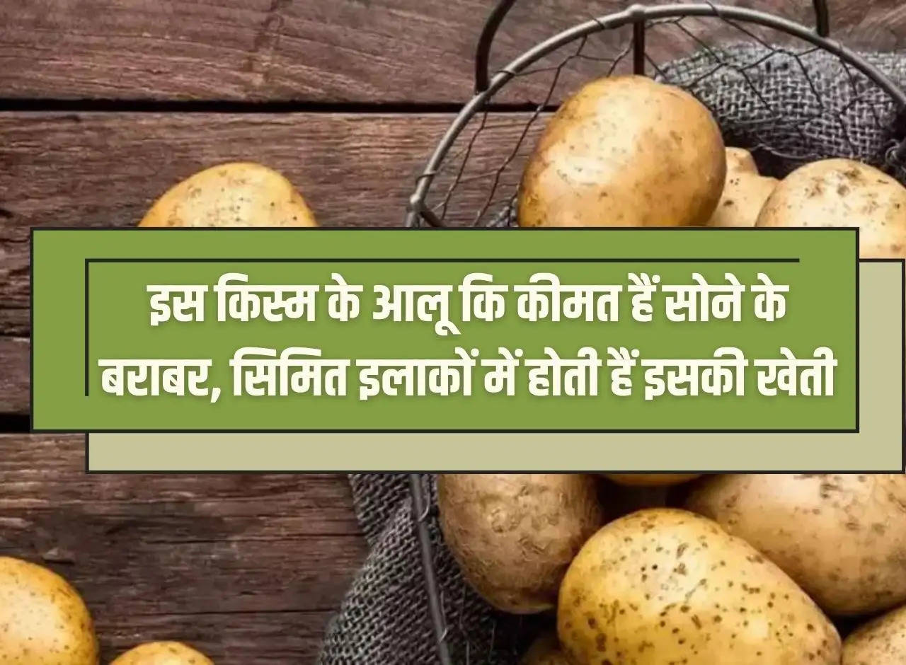 The price of this variety of potatoes is equal to gold, it is cultivated in limited areas.