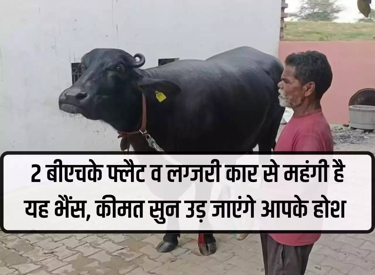 This buffalo is more expensive than a 2 BHK flat and a luxury car, you will be shocked to hear the price.