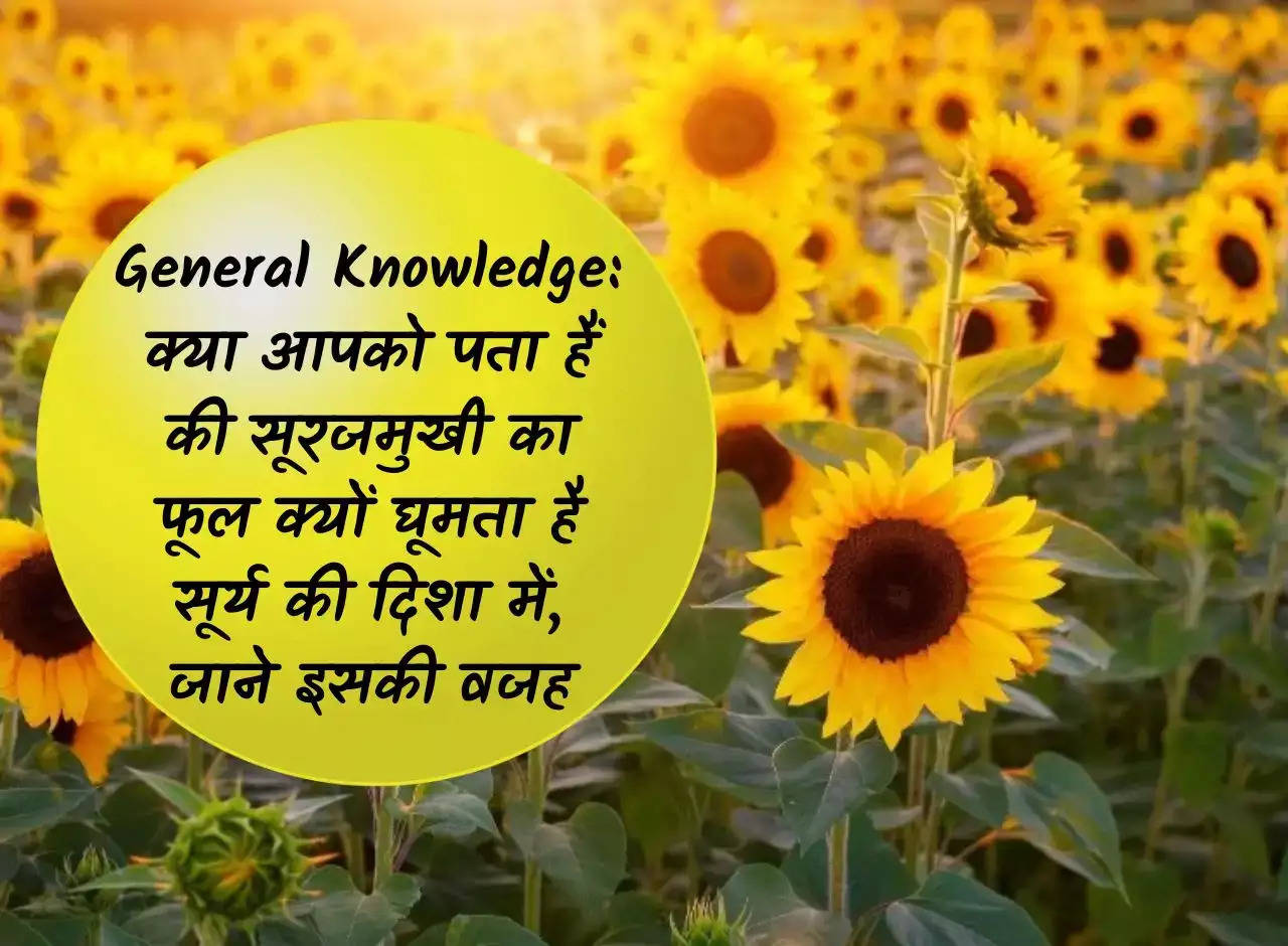 General Knowledge: Do you know why the sunflower flower rotates in the direction of the sun, know the reason for this