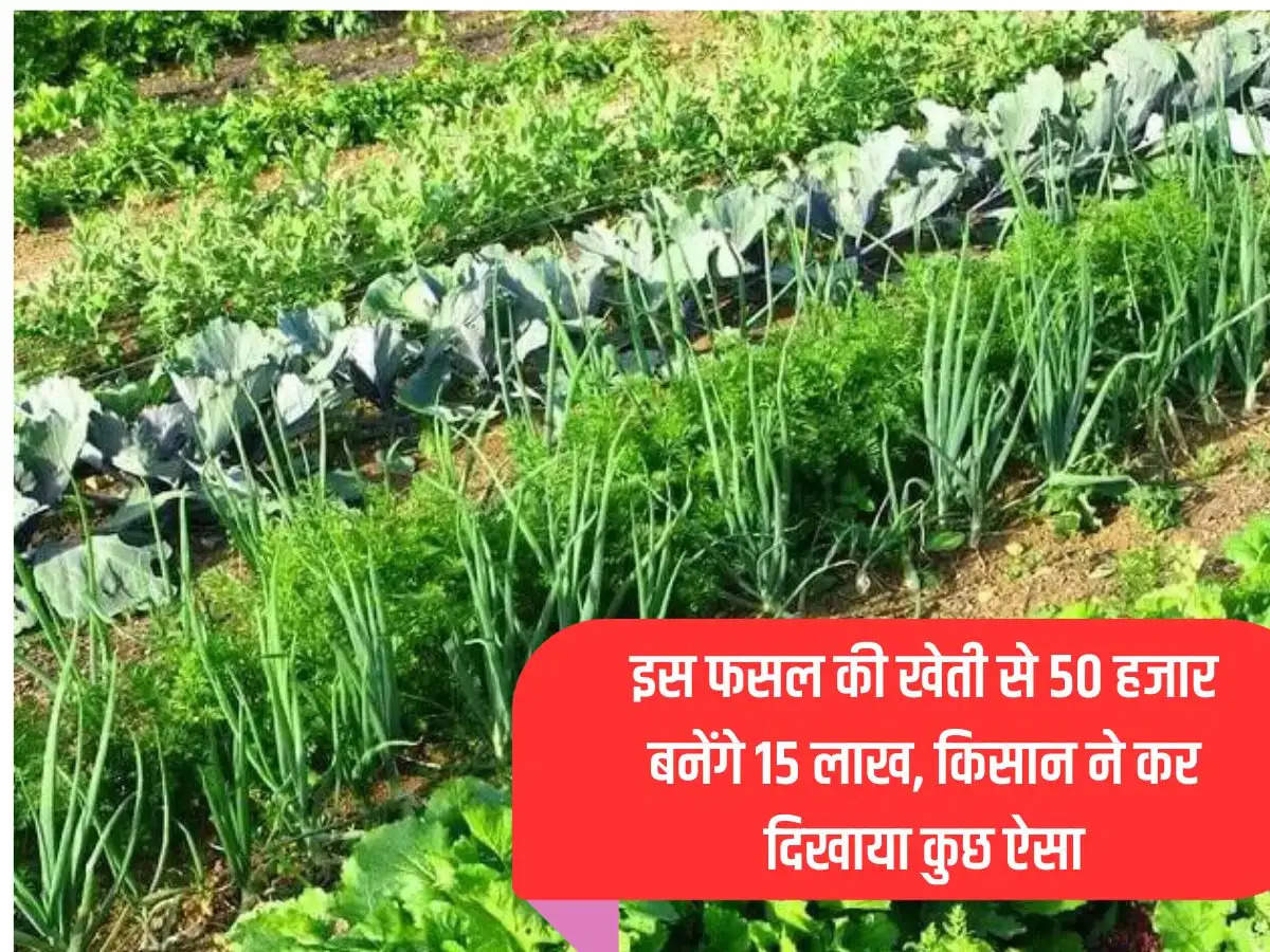 50 thousand will earn 15 lakh from the cultivation of this crop, the farmer did something like this