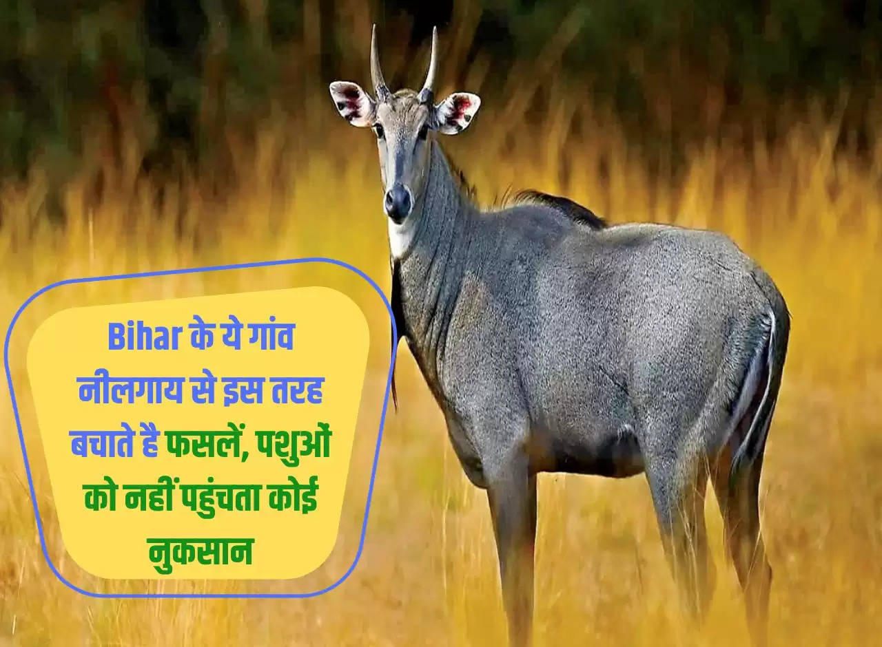 These villages of Bihar save crops from Nilgai in this way, animals do not suffer any harm