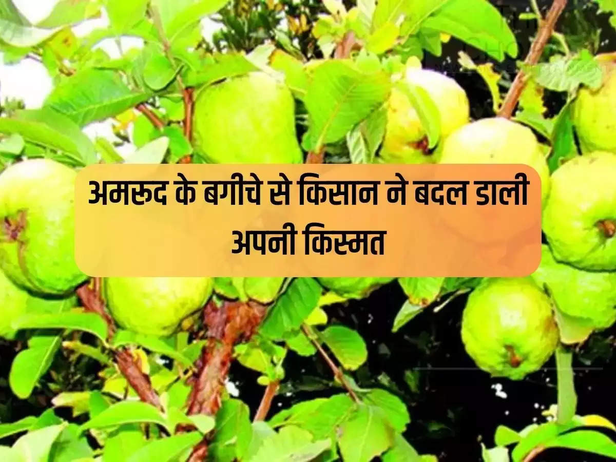 Farmer changed his fortune from guava garden, you will be shocked to know his earnings