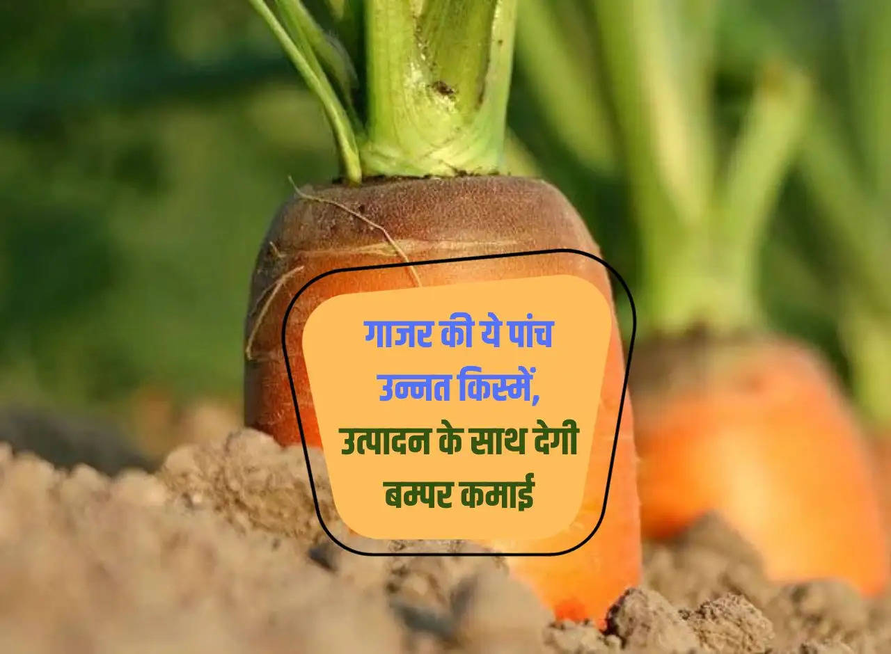 These five improved varieties of carrots will give bumper income with production