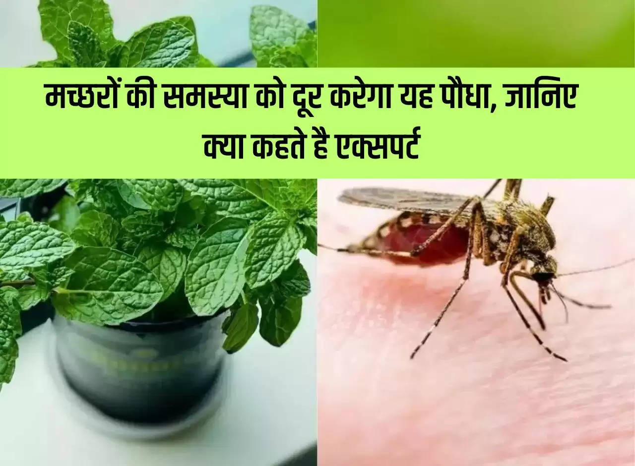 This plant will solve the problem of mosquitoes, know what experts say