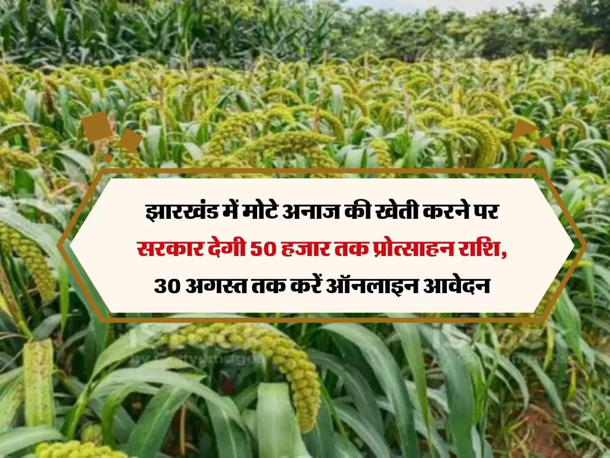 झारखंड में मोटे अनाज की खेती करने पर सरकार देगी 50 हजार तक प्रोत्साहन राशि, 30 अगस्त तक करें ऑनलाइन आवेदन
