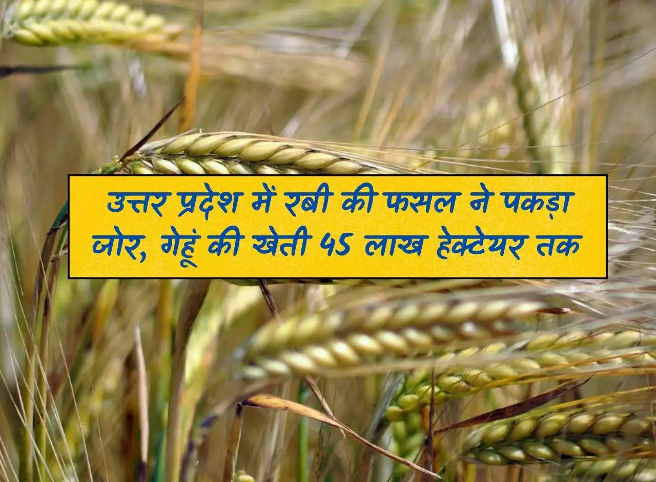 UP News: Rabi crop gains momentum in Uttar Pradesh, wheat cultivation up to 45 lakh hectares