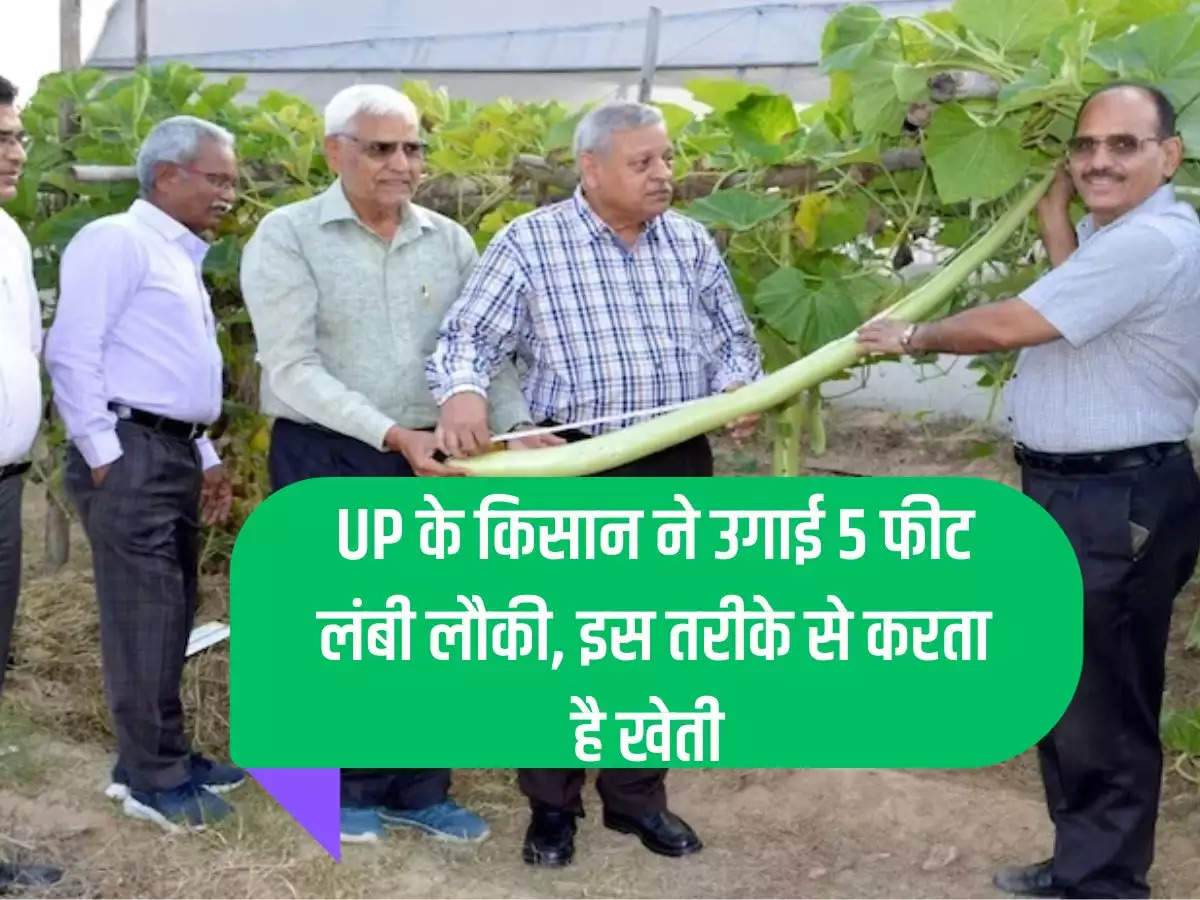 UP farmer grows 5 feet long gourd, does farming in this way