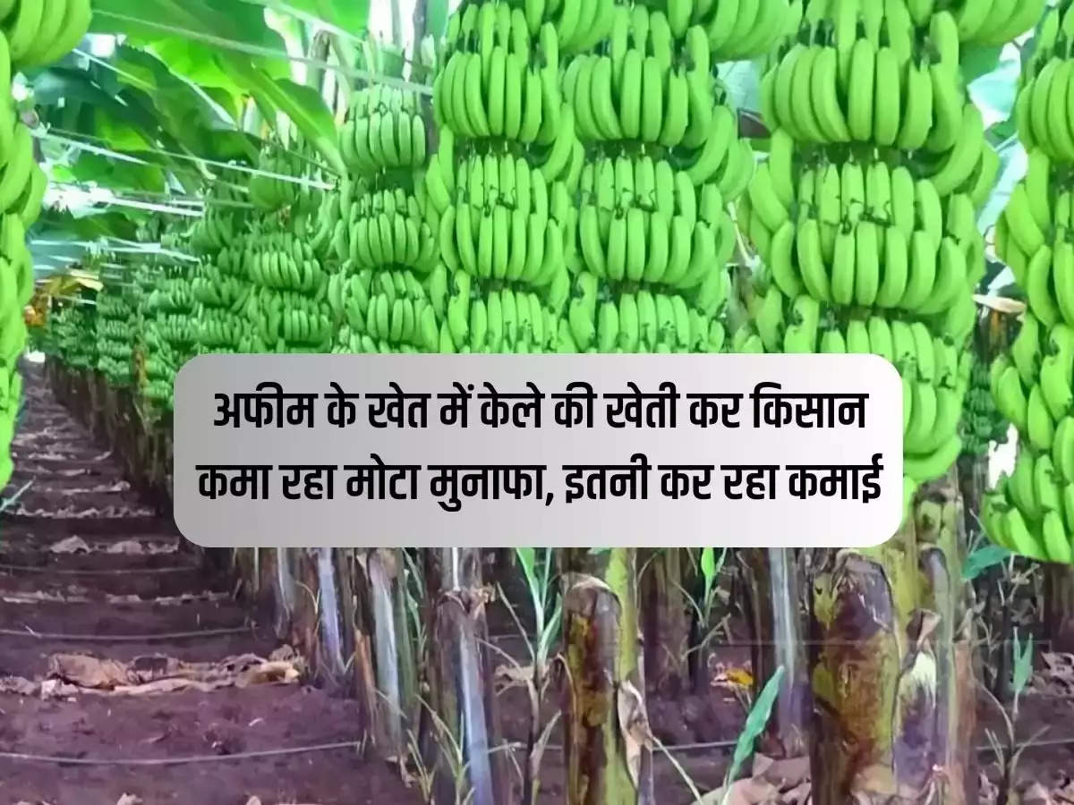 Farmer is earning huge profit by cultivating banana in opium field, he is earning so much