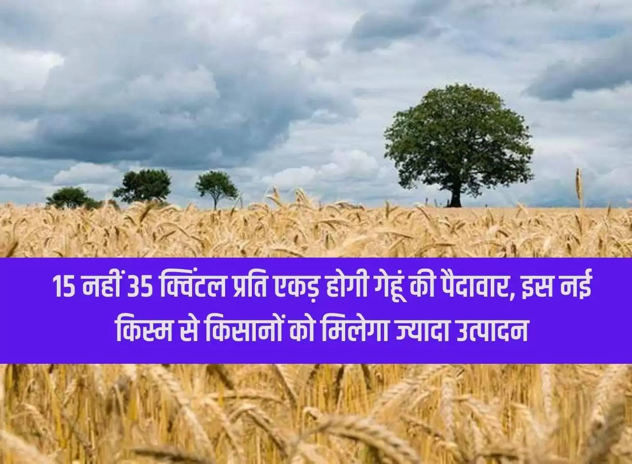 Wheat yield will be 35 quintals per acre, not 15, farmers will get more production from this new variety.