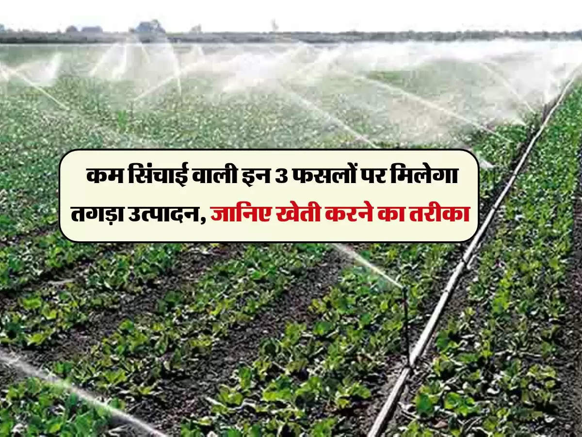 Agriculture News : कम सिंचाई वाली इन 3 फसलों पर मिलेगा तगड़ा उत्पादन, जानिए खेती करने का तरीका 