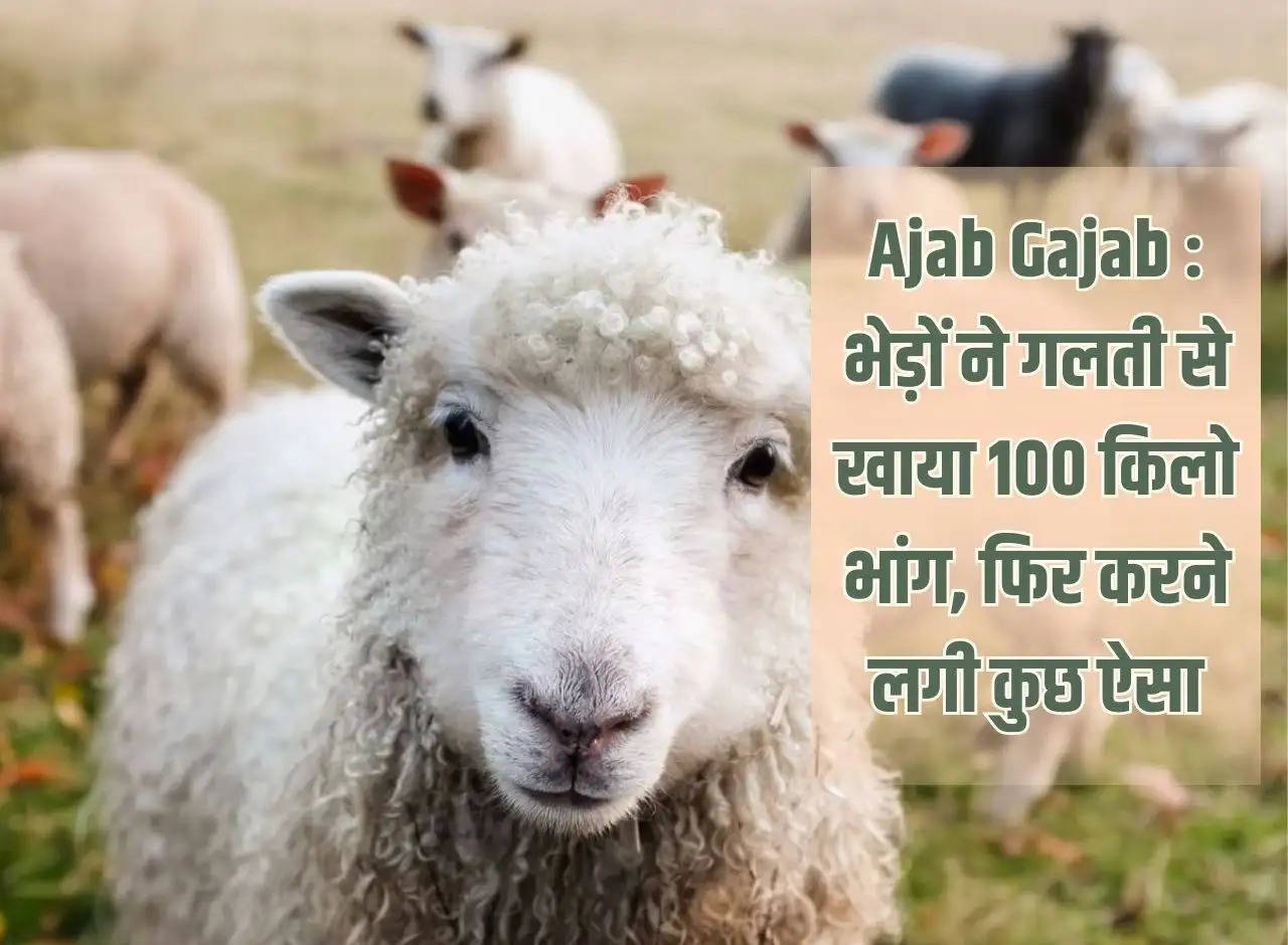 Ajab Gajab: Sheep accidentally ate 100 kg of cannabis, then started doing something like this