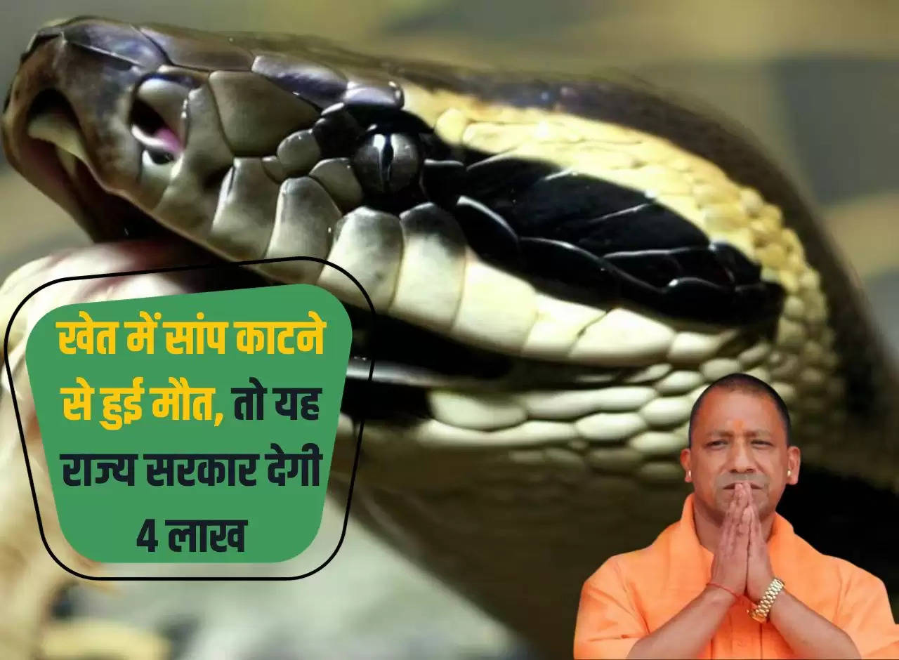 If death occurs due to snake bite in the field, this state government will give Rs 4 lakh