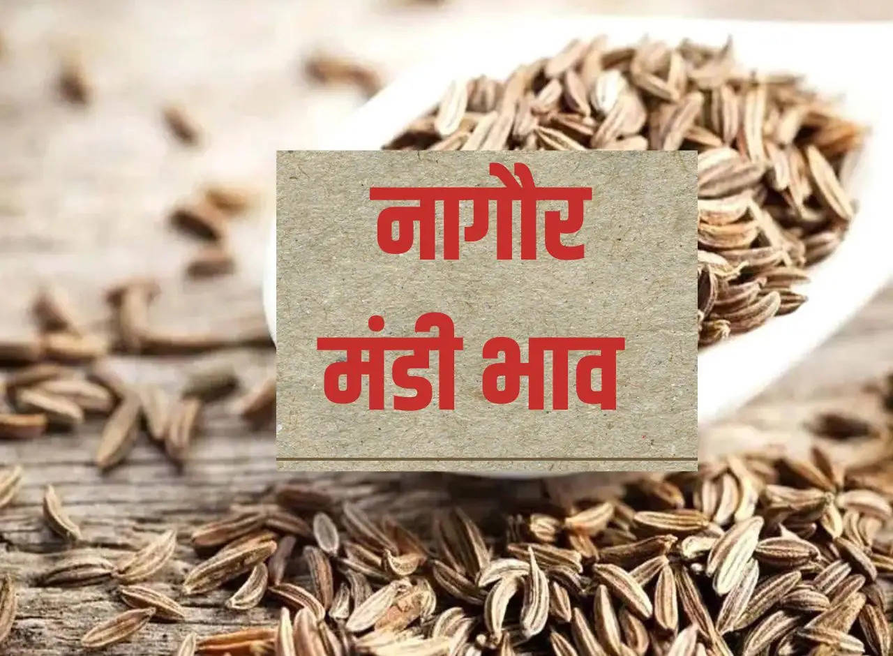 Nagaur Mandi Price 24 December 2023: Moong, Guar, Cumin, Saunf, Isabgol, Jowar, Mustard, Taramira