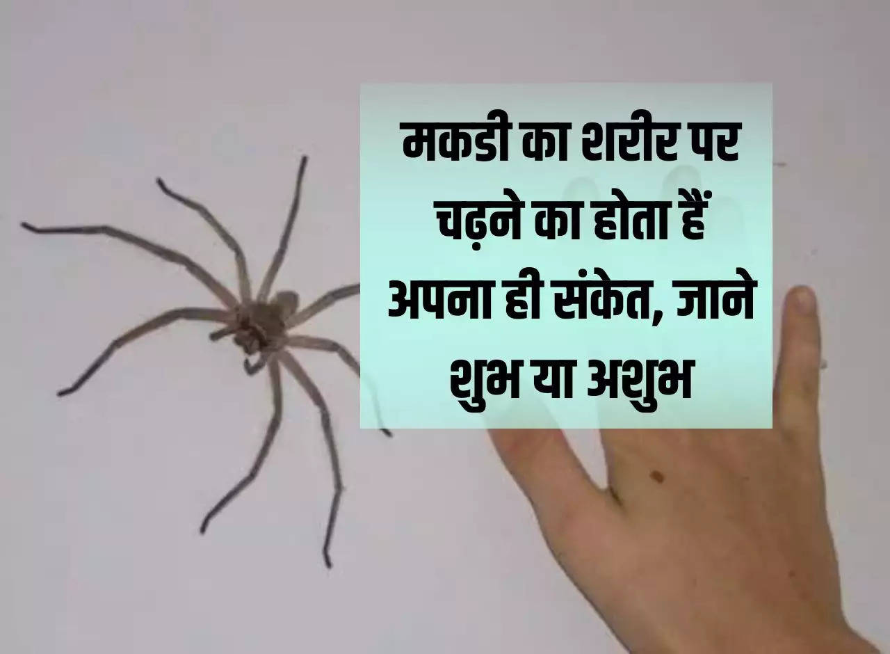 Astrology Indications: Spider climbing on the body has its own sign, whether auspicious or inauspicious