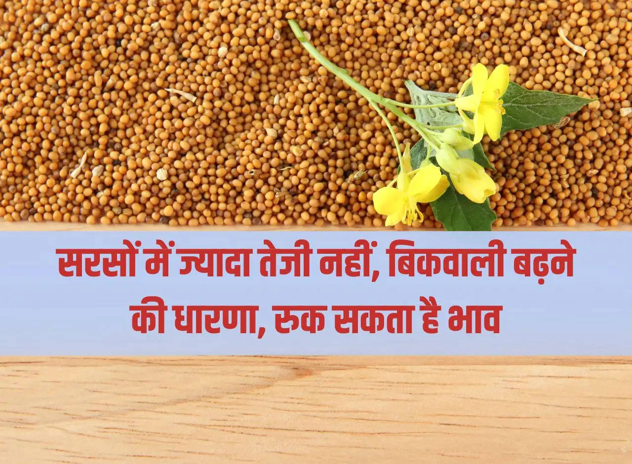 There is not much momentum in mustard, there is a feeling of increasing selling, prices may stop