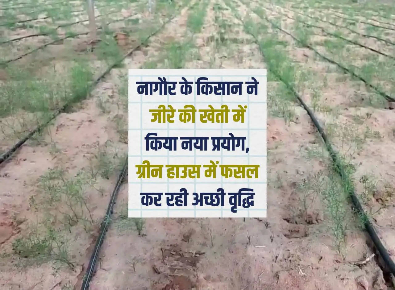 Nagaur: Farmer of Nagaur did a new experiment in the cultivation of cumin, the crop is growing well in the green house.