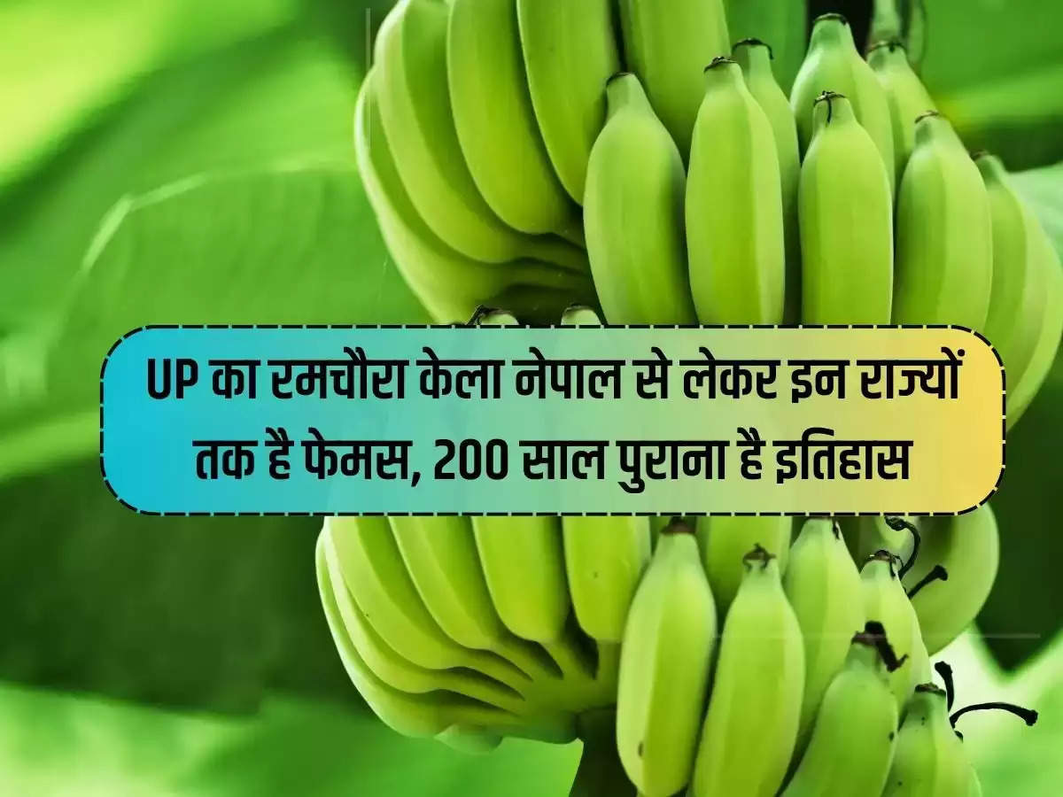 Ramchaura banana of Uttar Pradesh is famous from Nepal to these states, history is 200 years old