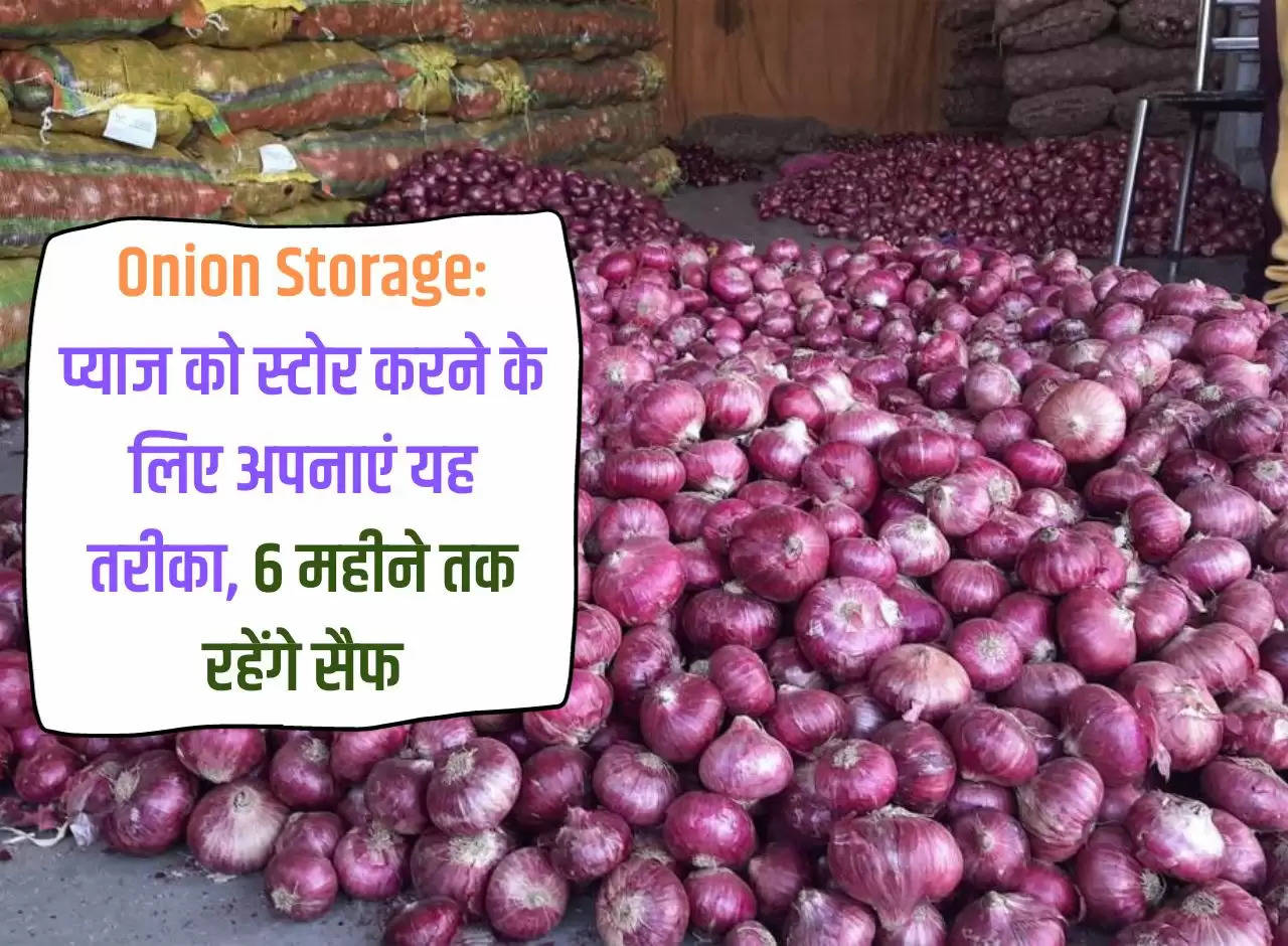 Onion Storage: Adopt this method to store onions, they will remain safe for 6 months