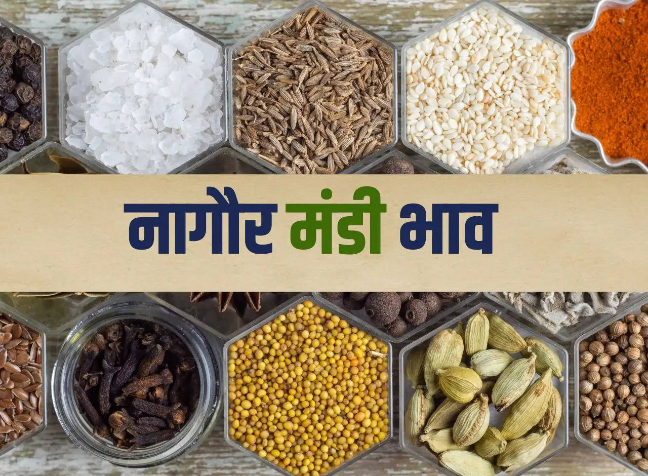 Nagaur Mandi bhav 14 January 2024: Prices of all crops including mustard, guar, taramira, moong, cumin, fenugreek.