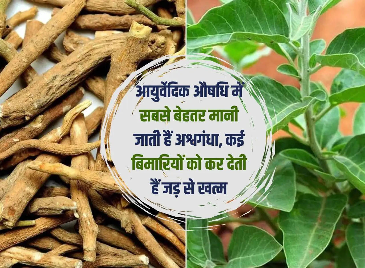 Ashwagandha is considered the best among Ayurvedic medicines, it eliminates many diseases from their roots.