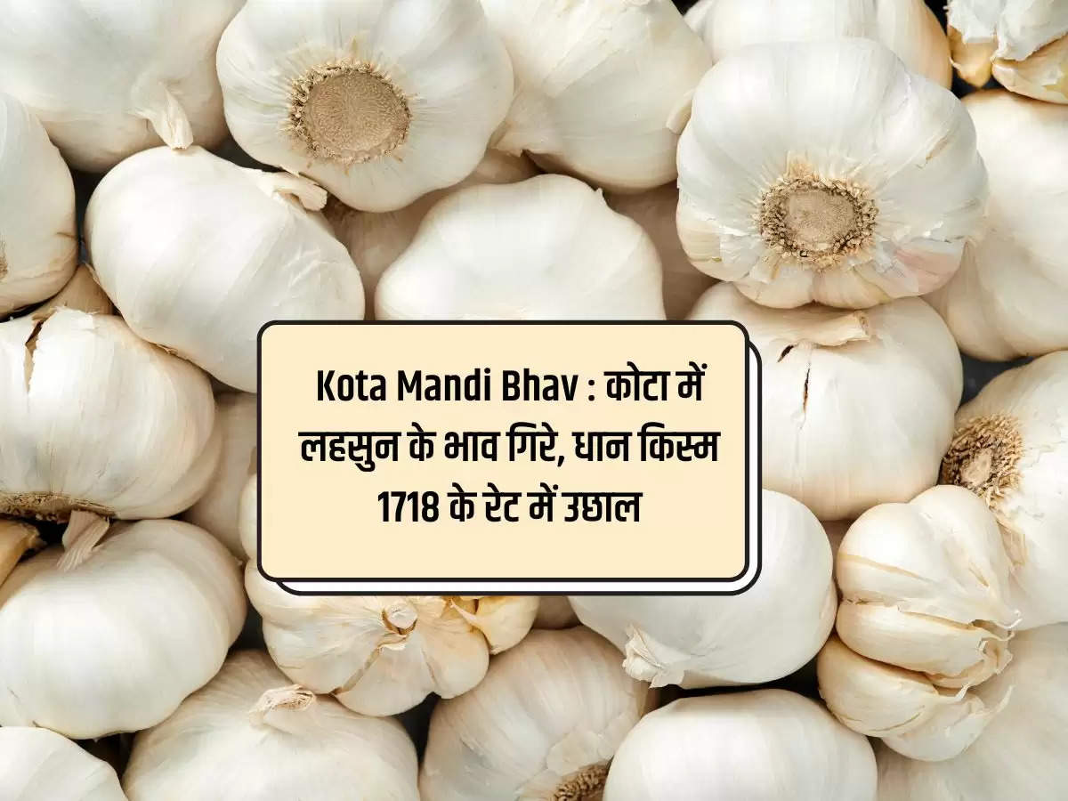 Kota Mandi Bhav 27 February 2024 : कोटा में लहसुन के भाव गिरे, धान किस्म 1718 के रेट में उछाल