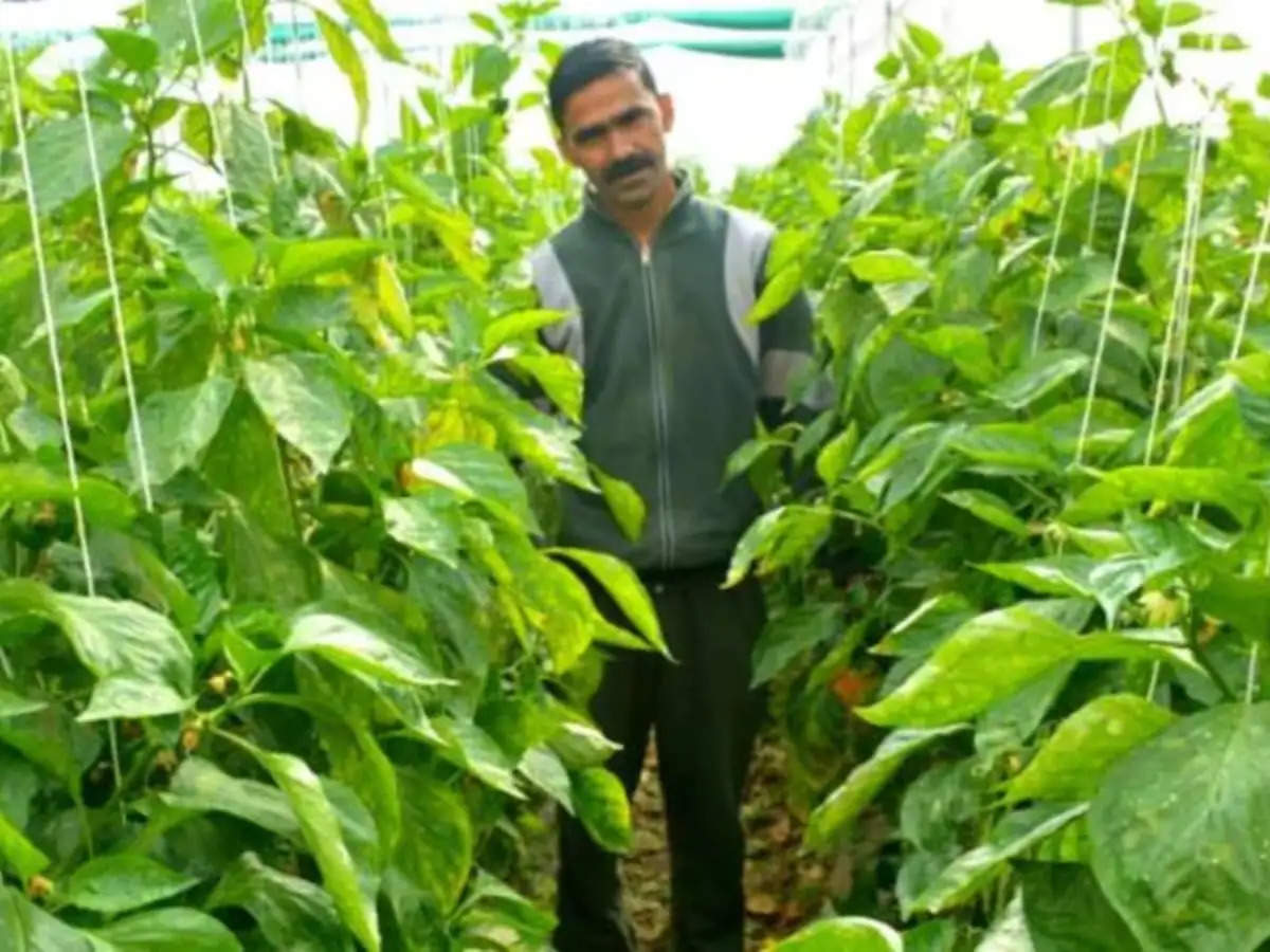 Rasbhari Farming: Rasbhari farming will get done, farmers are earning lakhs at low cost