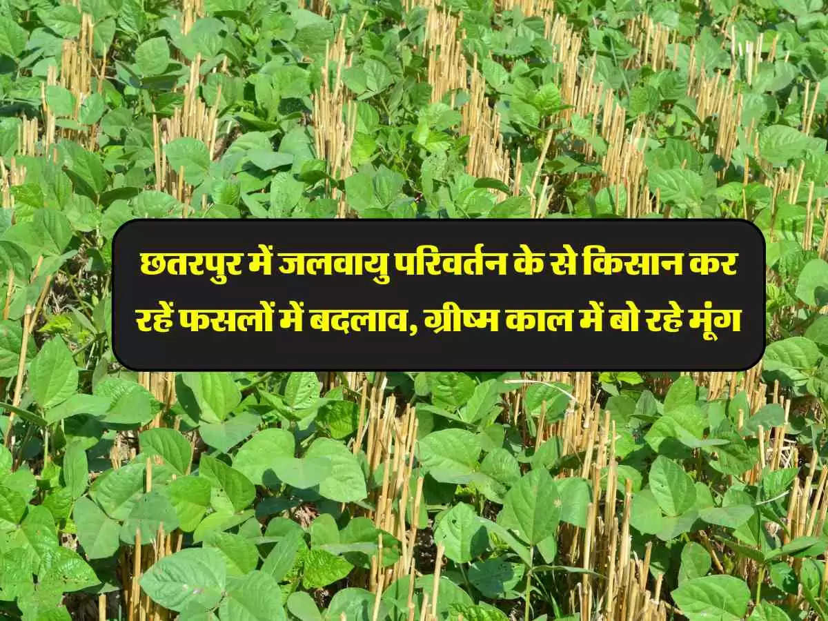 छतरपुर में जलवायु परिवर्तन के से किसान कर रहें फसलों में बदलाव, ग्रीष्म काल में बो रहे मूंग