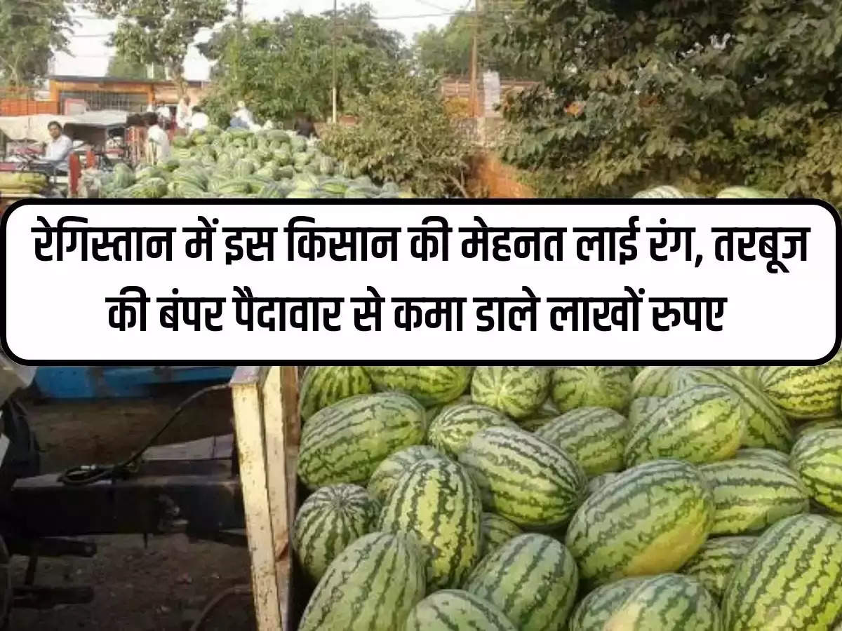 This farmer's hard work in the desert paid off, he earned lakhs of rupees from the bumper production of watermelon.