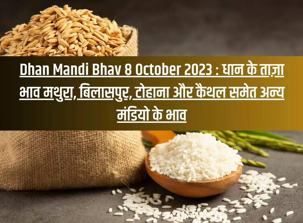 Dhan Mandi Bhav 8 October 2023: Latest prices of paddy in other markets including Mathura, Bilaspur, Tohana and Kaithal.