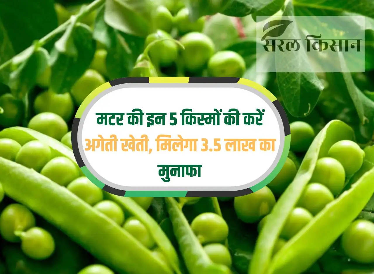 Do early cultivation of these 5 varieties of peas, you will get a profit of Rs 3.5 lakh.