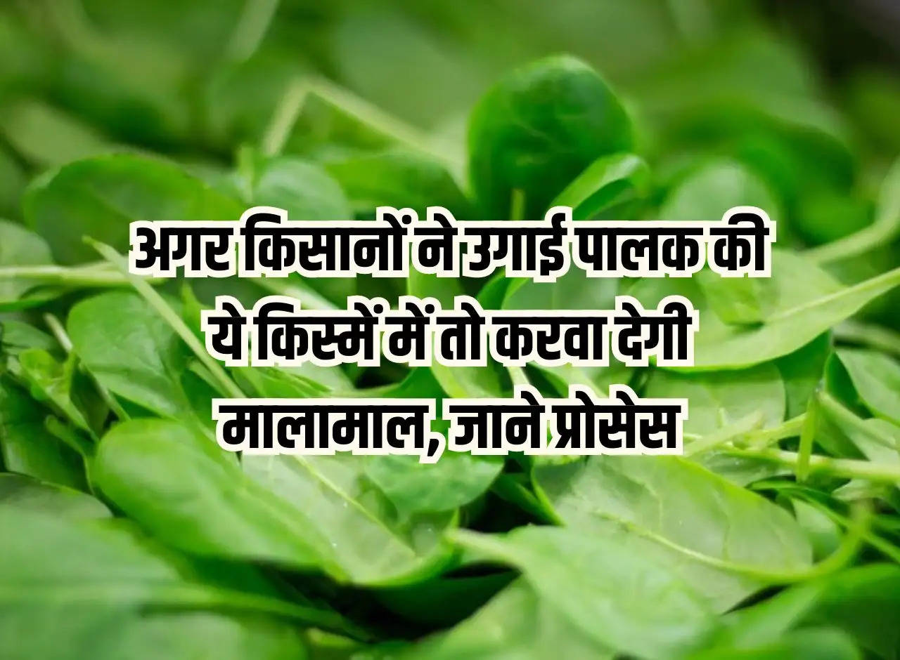 If farmers grow these varieties of spinach then they will get rich, know the process