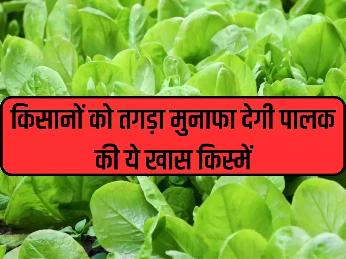 These special varieties of spinach will give huge profits to farmers, adopt this process