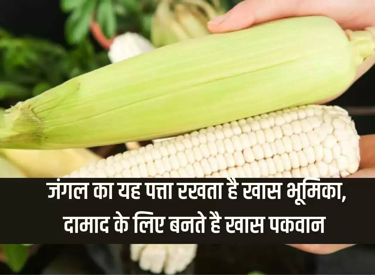 Now farmers of Uttar Pradesh will produce white maize, it plays a special role in ethanol