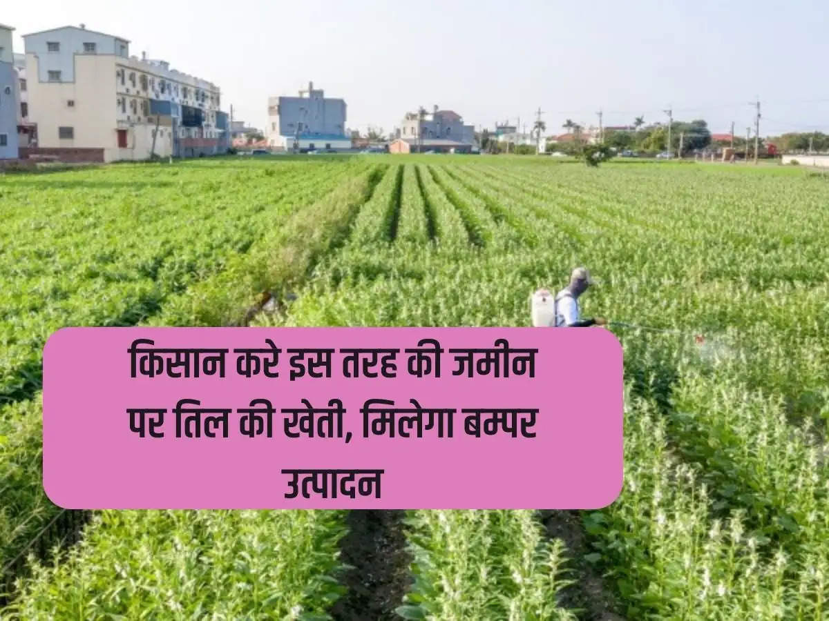 Sesame Cultivation: Farmers should cultivate sesame on this type of land, they will get bumper production.