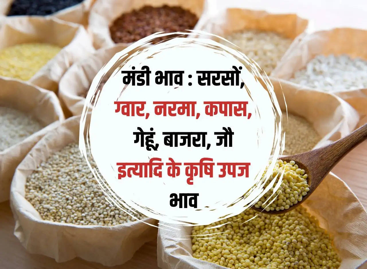 Mandi Bhav 5 January 2024: Agricultural produce prices of mustard, guar, narma, cotton, wheat, millet, barley etc.