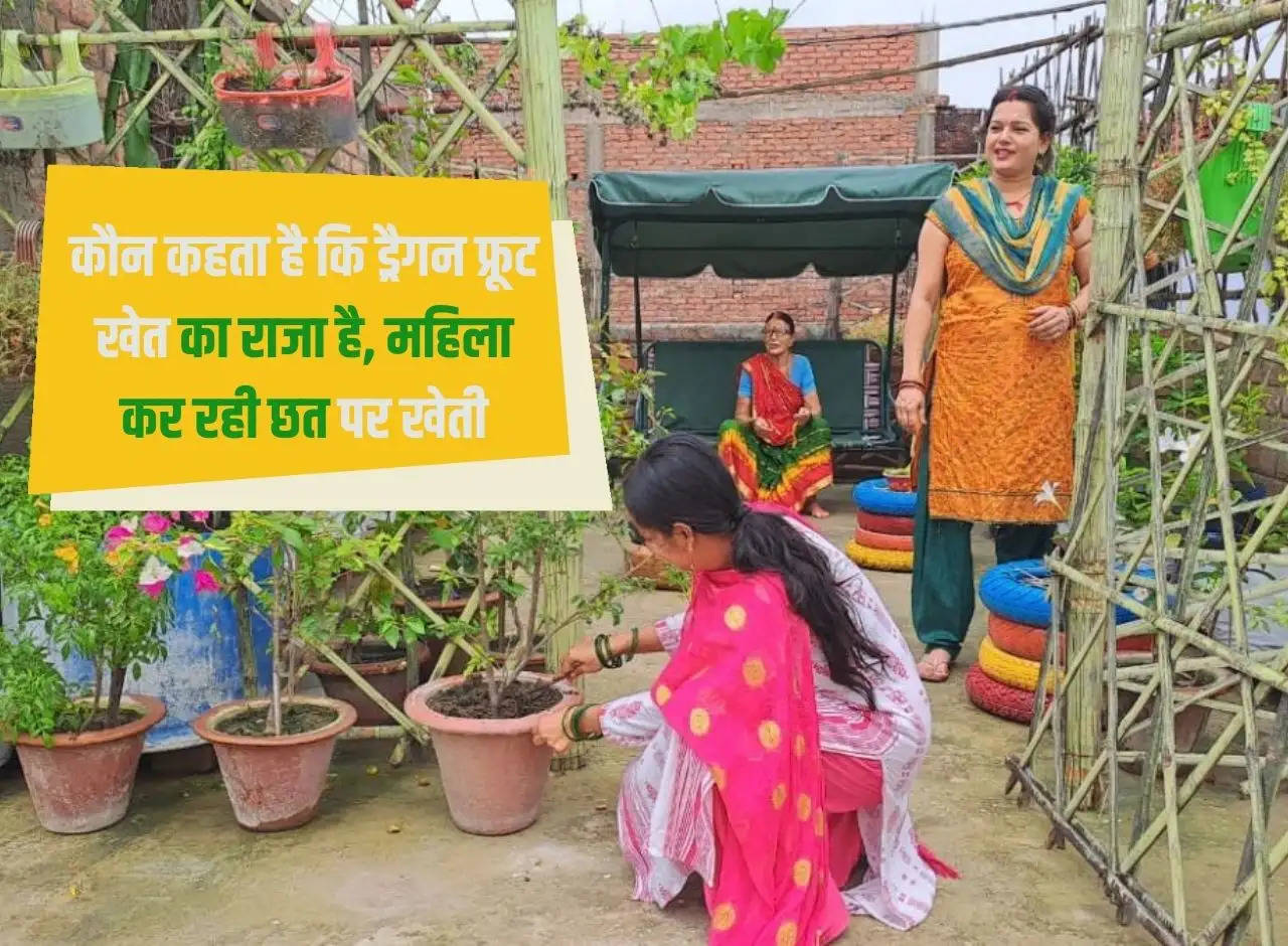 Who says dragon fruit is the king of fields, woman is doing farming on the terrace