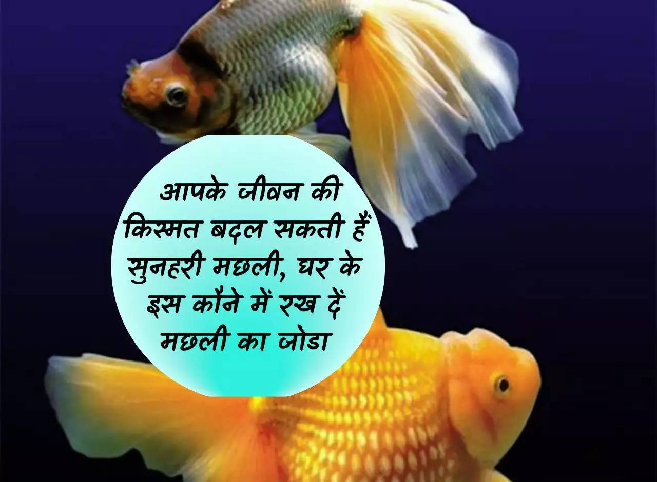 Vastu Tips: Goldfish can change the luck of your life, keep a pair of fish in this corner of the house