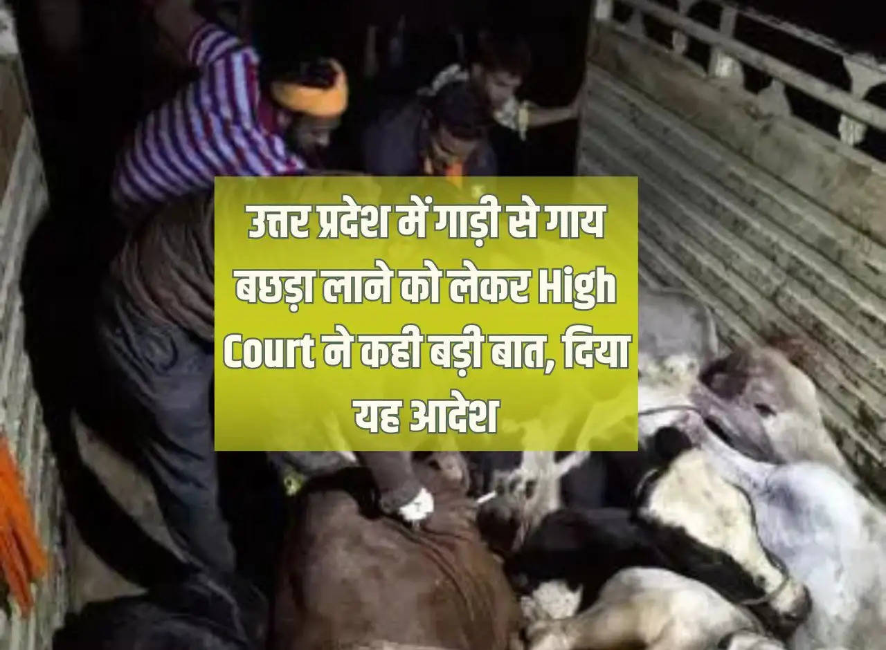 High Court said a big thing regarding bringing cow and calf by vehicle in Uttar Pradesh, gave this order