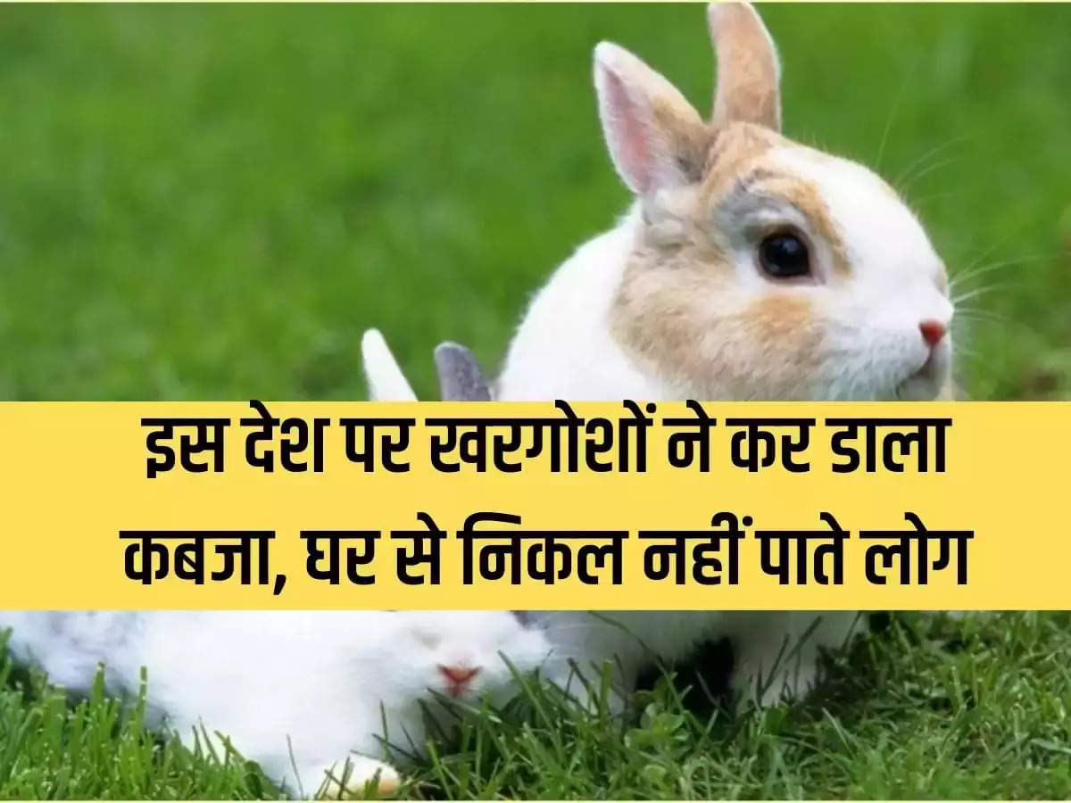 Ajab Gajab: Rabbits have taken over this country, people are unable to leave their homes.