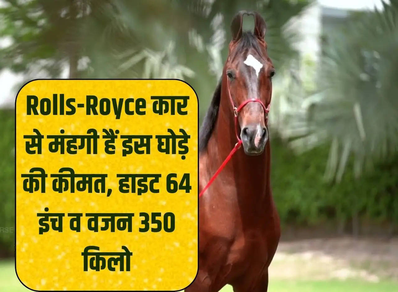 Animal Fair: Price of this horse is more expensive than Rolls-Royce car, height 64 inches and weight 350 kg