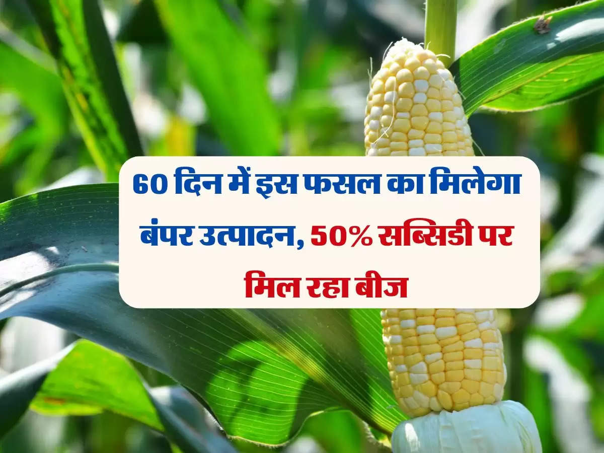 60 दिन में इस फसल का मिलेगा बंपर उत्पादन, 50% सब्सिडी पर मिल रहा बीज