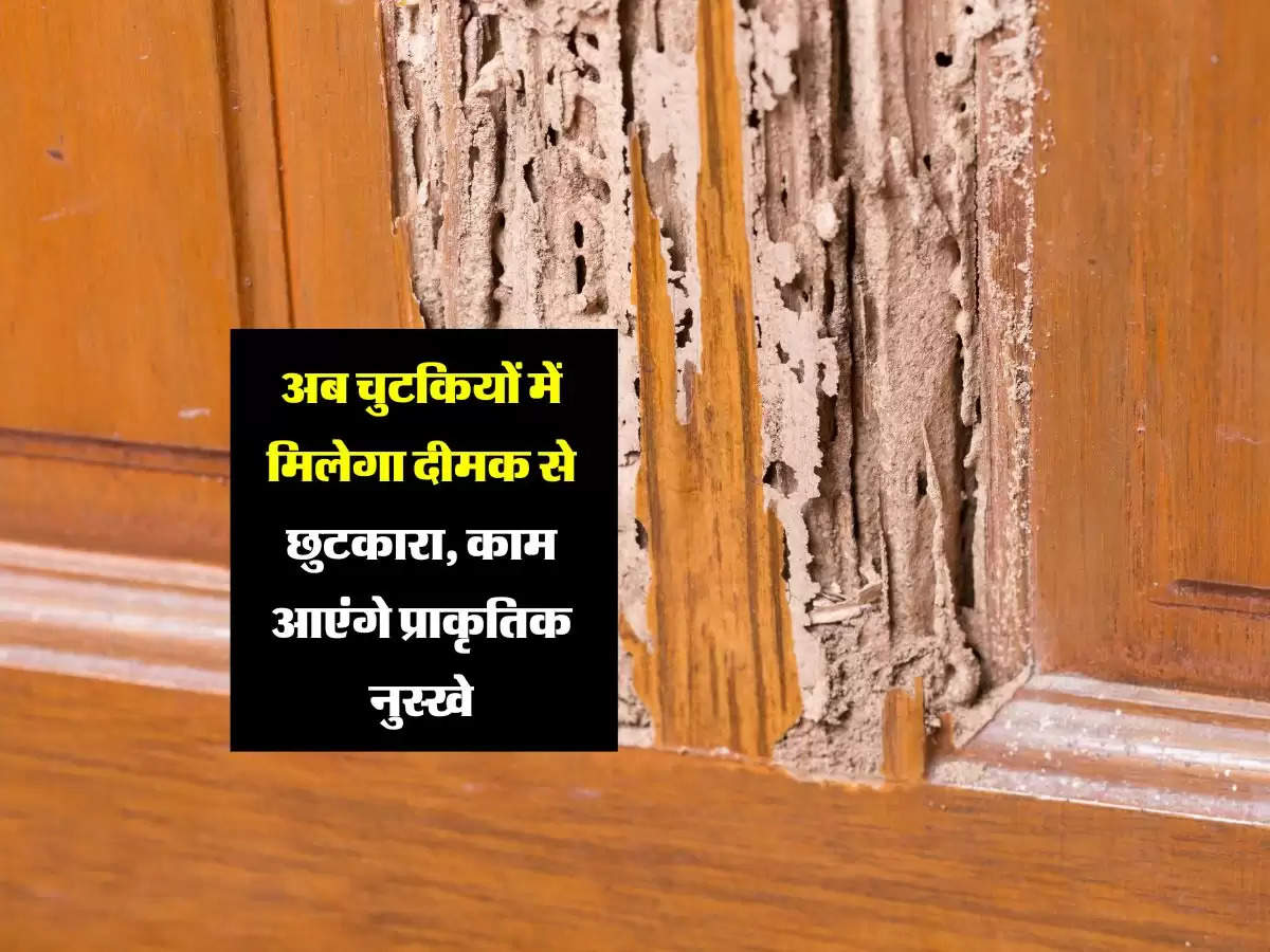 अब चुटकियों में मिलेगा दीमक से छुटकारा, काम आएंगे प्राकृतिक नुस्खे