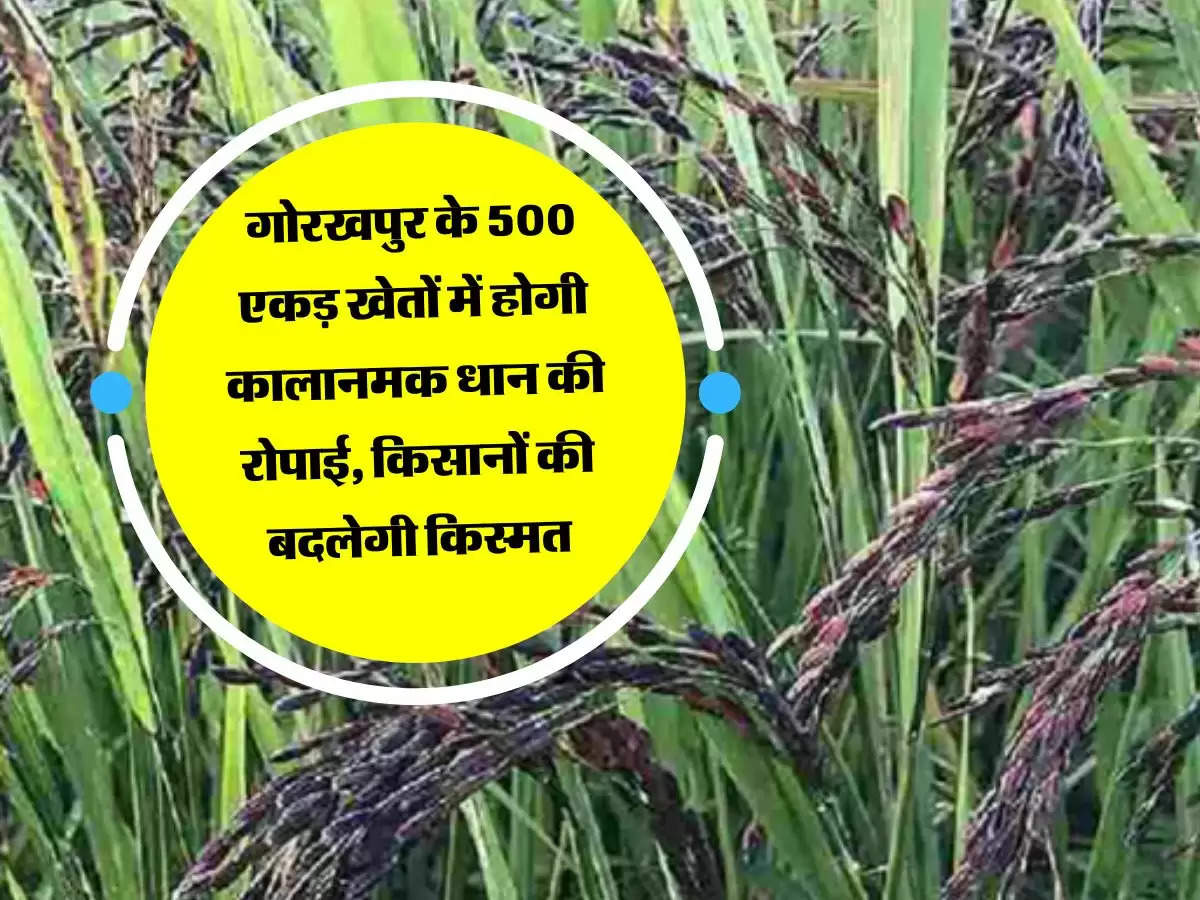 गोरखपुर के 500 एकड़ खेतों में होगी कालानमक धान की रोपाई, किसानों की बदलेगी किस्मत