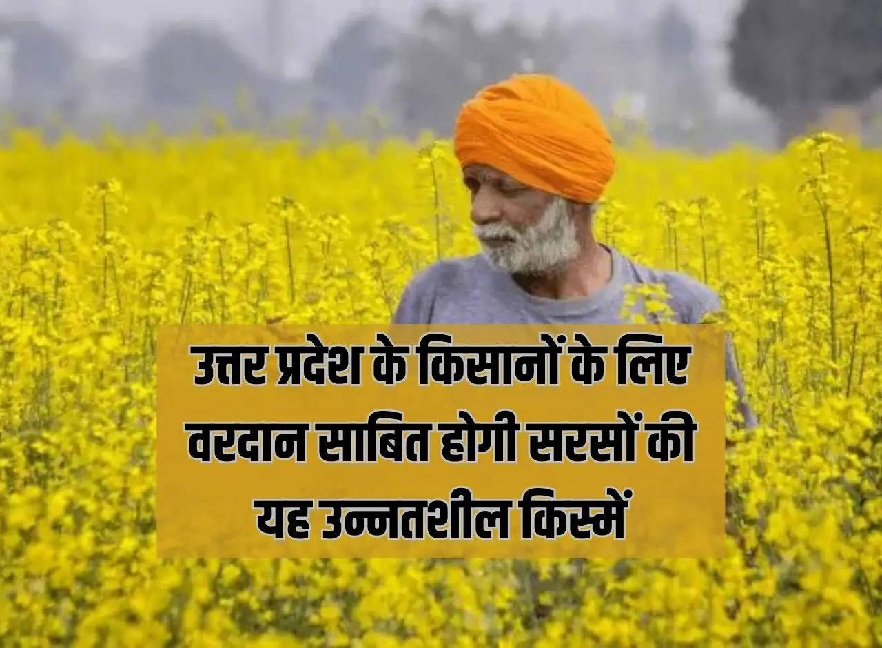 These innovative varieties of mustard will prove to be a boon for the farmers of Uttar Pradesh.