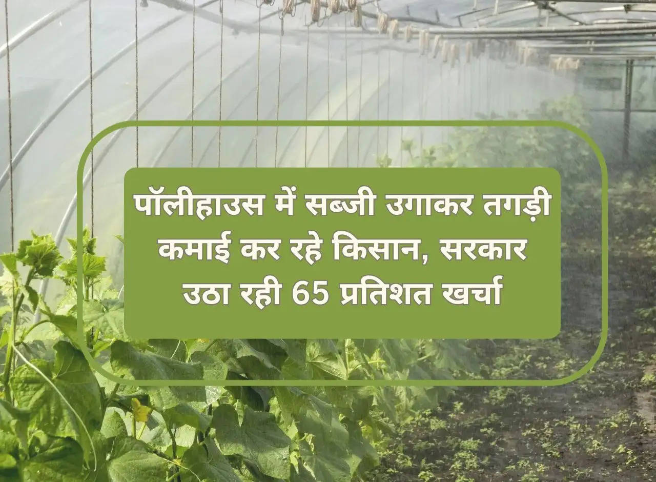 Farmers are earning a lot by growing vegetables in polyhouse, government is bearing 65 percent of the expenses.