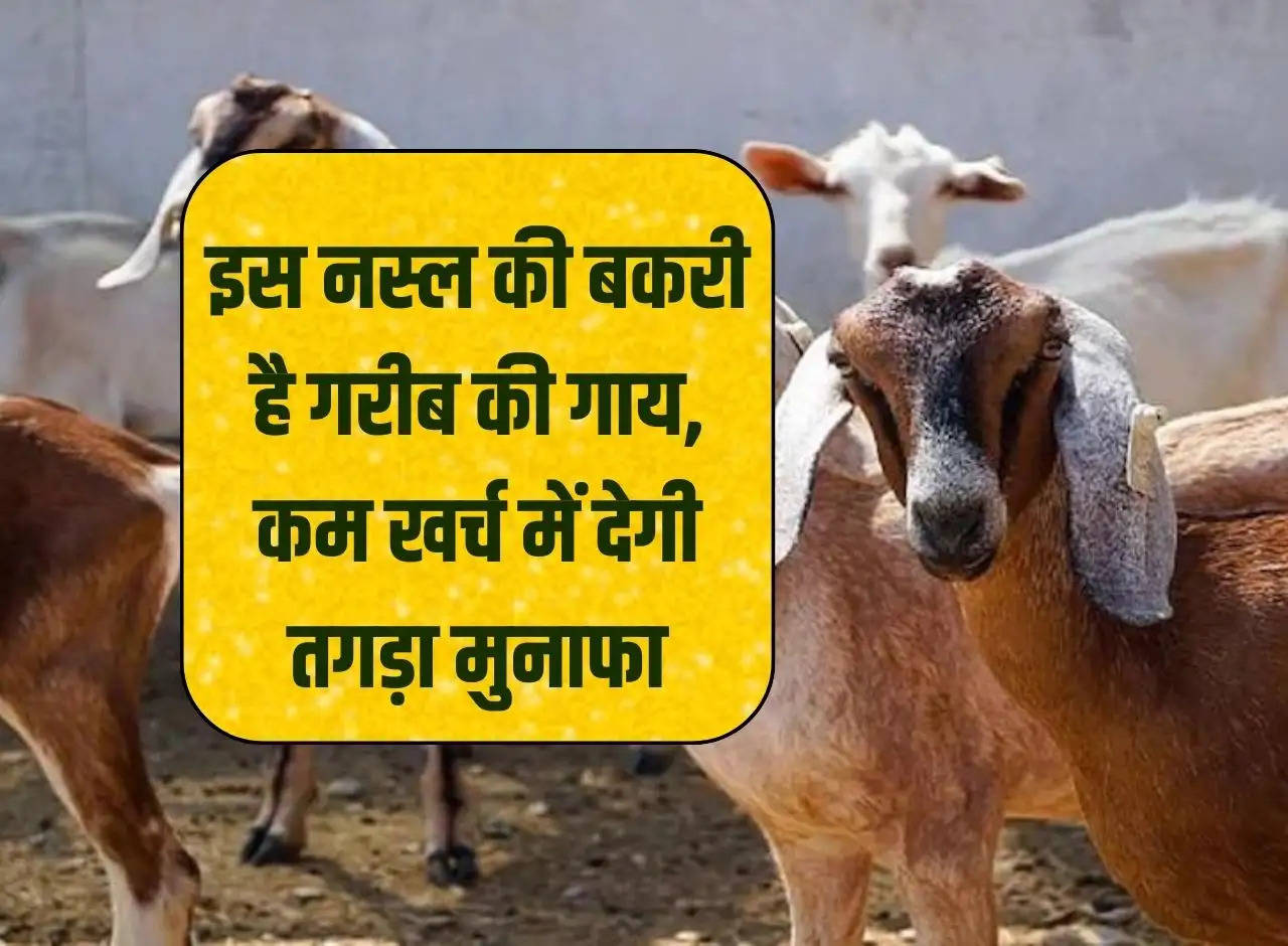 This breed of goat is a poor man's cow, will give huge profits at less expense.