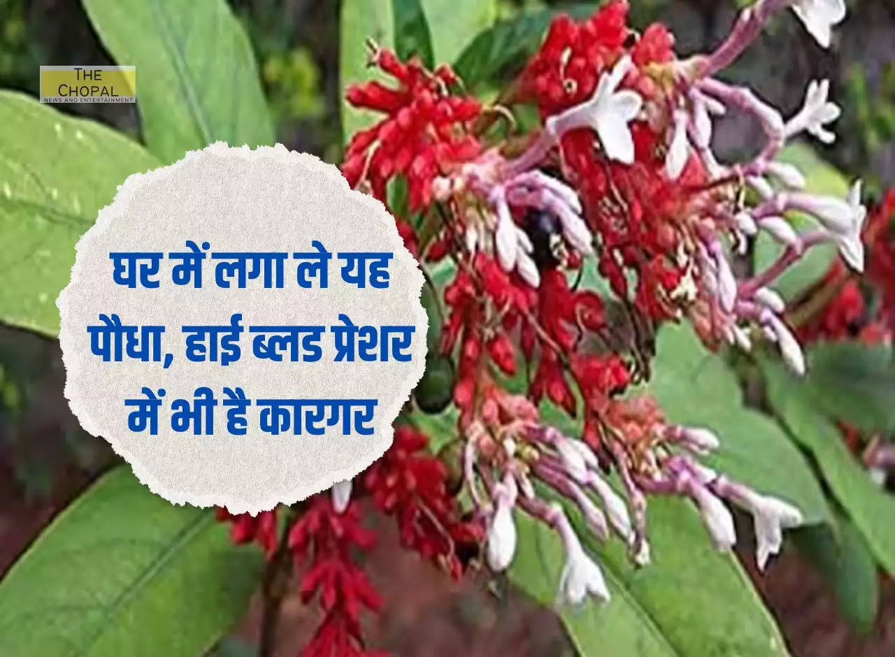 Plant this plant at home, it is also effective in high blood pressure