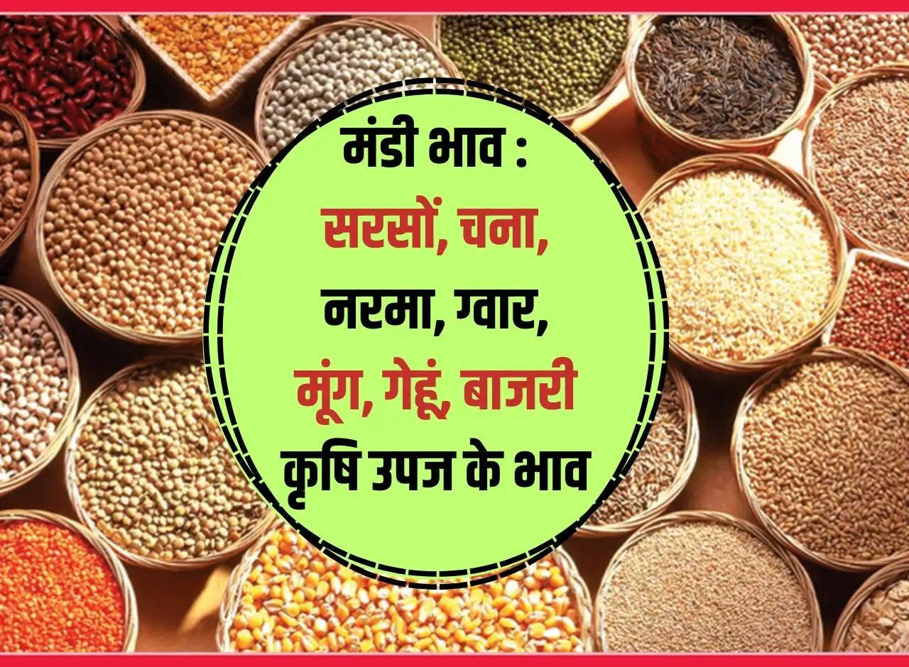 Prices of Mustard, Gram, Narma, Guar, Moong, Wheat, Bajri Agricultural Produce