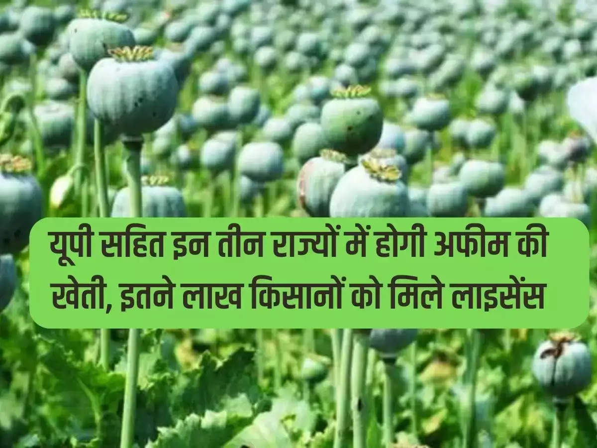 Opium cultivation will be done in these three states including Uttar Pradesh, so many lakh farmers got licenses